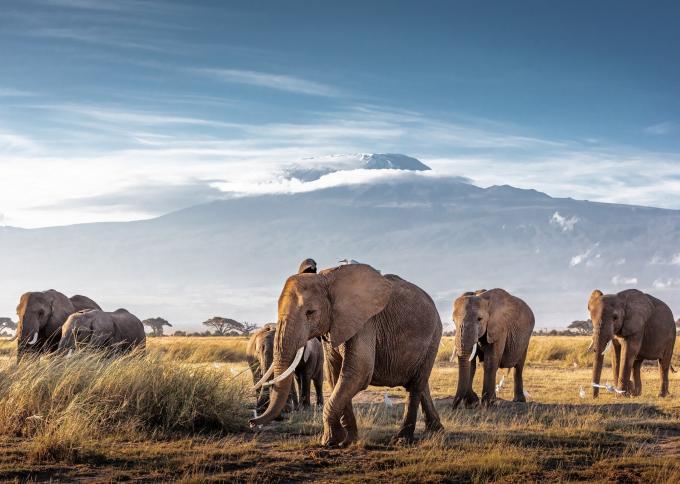 Widok słoni na tle Kilimandżaro